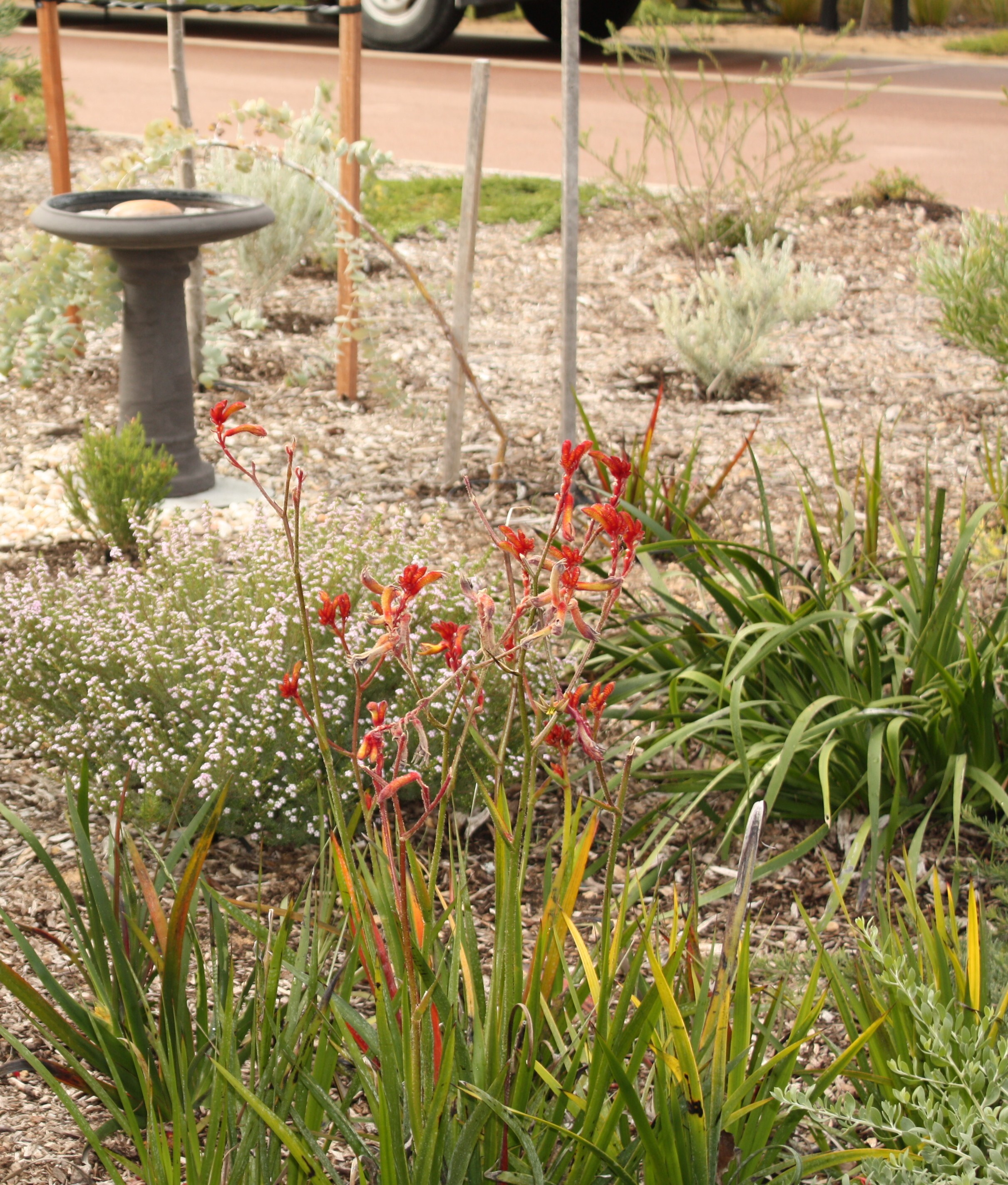 Waterwise garden with hardy plans and woodchips